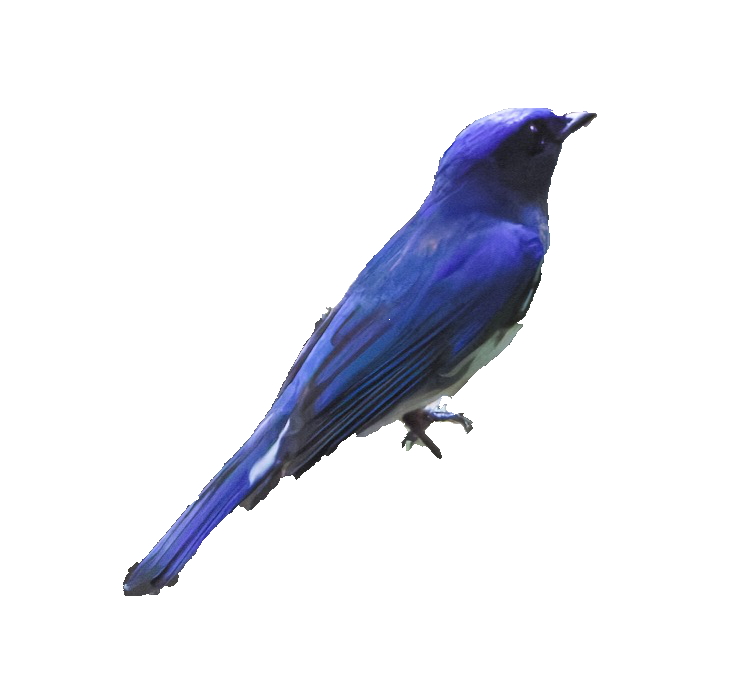 鳥（15cm）